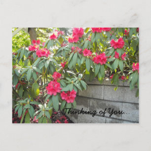 Rotes Rhodos - Ich denke an Dich... Postkarte
