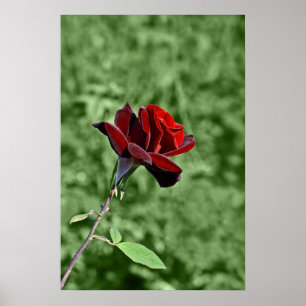 Rotes Rosen-Druckmuster Poster