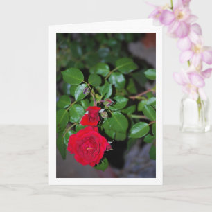 Rotes Rosenporträt Karte
