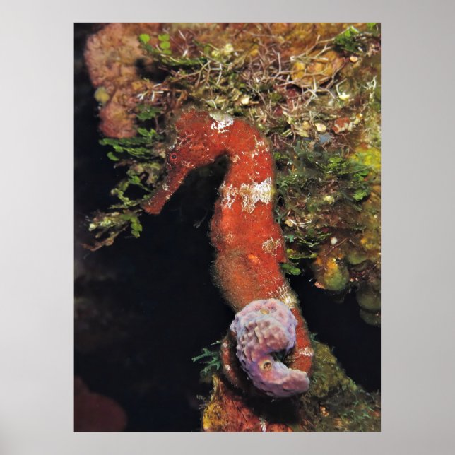 Rotes Seepferd Poster (Vorne)