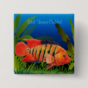 Rotes Terror Festae Cichlid-Button Button