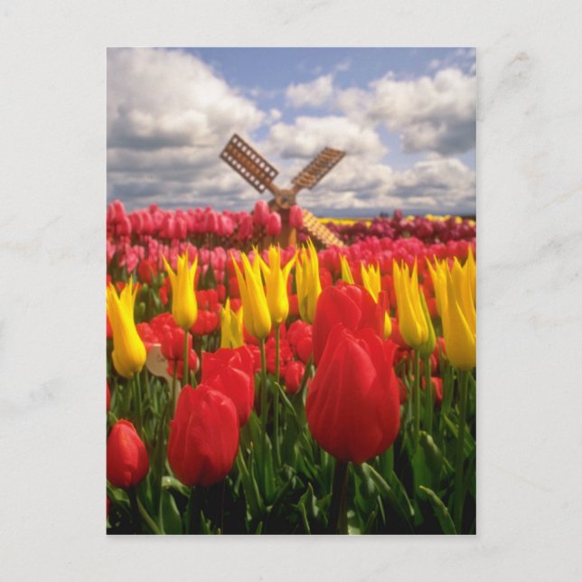Rotes Tulip-Feld, Oregon-Blume Postkarte (Vorderseite)