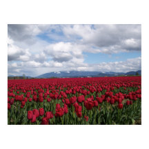 Rotes Tulip-Feld