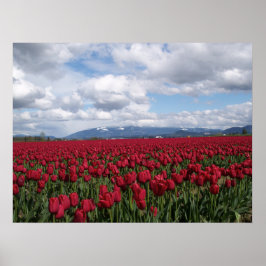 Rotes Tulip-Feld Poster