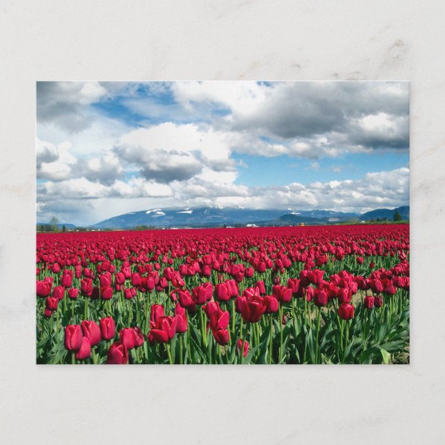 Rotes Tulip-Feld Postkarte (Vorderseite)