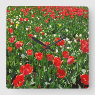 Rotes Tulpenblumenfeld Naturfotografie Quadratische Wanduhr
