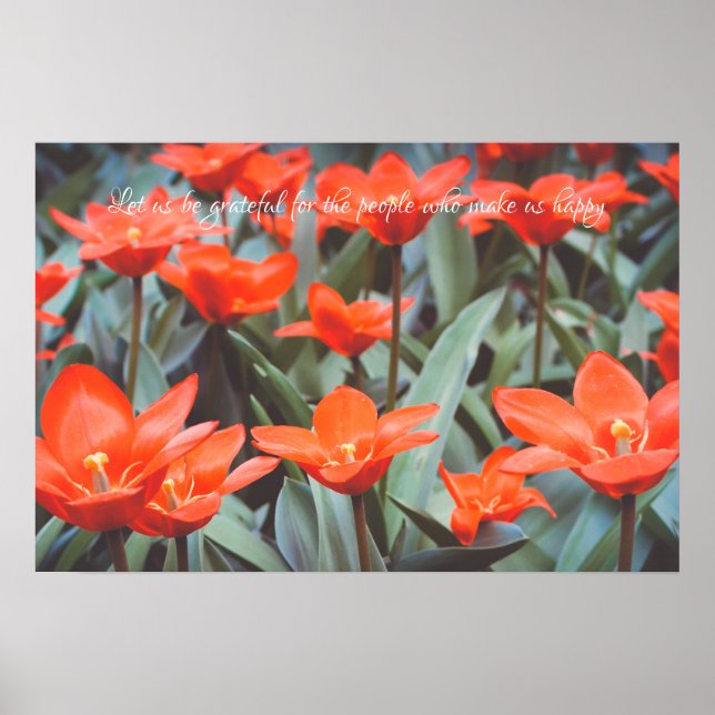 Rotes Tulpenfeld Poster (Vorne)