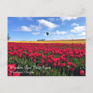 Rotes und gelbes Tulip-Feld mit Heißluftballon Postkarte