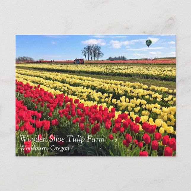 Rotes und gelbes Tulip-Feld mit Heißluftballon Postkarte (Vorderseite)