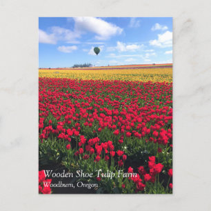 Rotes und gelbes Tulip-Feld mit Heißluftballon Postkarte