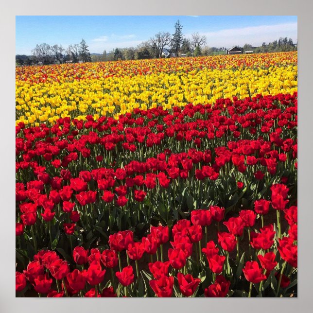 Rotes und gelbes Tulip-Feld Poster (Vorne)