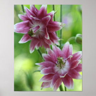 Rotes und weißes Blumenpaar Poster