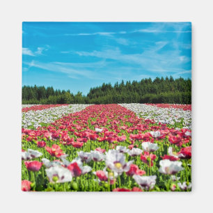 Rotes und weißes Mohnfeld Magnet