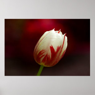 Rotes und weißes Solitary Tulip Poster