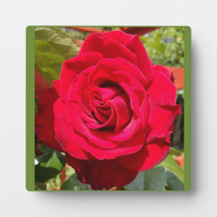 Rotes Velvet Fotoplatte