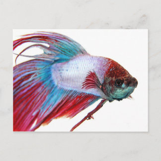 Rotes Weiß und Blau (Fisch auf weißem Hintergrund) Postkarte