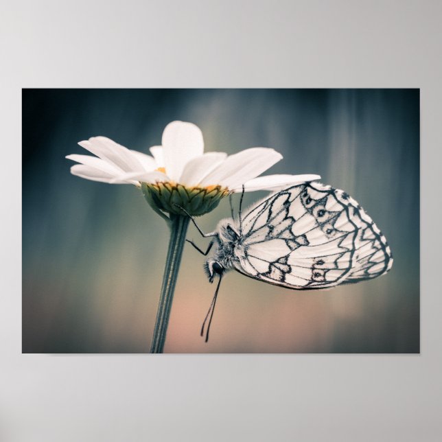 Rotfaltenposter Poster (Vorne)