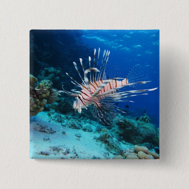 Rotfeuerfisch oder Pterois Miles, Riff-Fisch Button (Vorderseite)