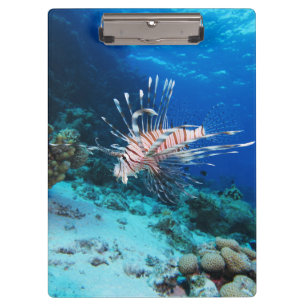 Rotfeuerfisch oder Pterois Miles, Riff-Fisch des O Klemmbrett