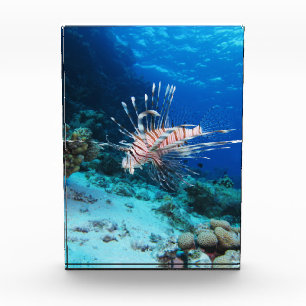Rotfeuerfisch oder Pterois Miles, Riff-Fisch Fotoblock