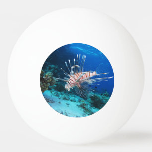 Rotfeuerfisch oder Pterois Miles, Riff-Fisch Tischtennisball