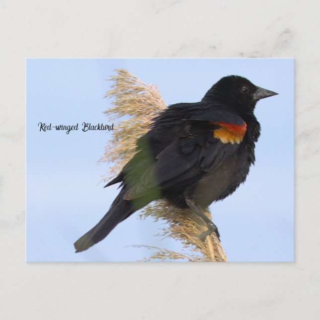 Rotflügel-Rotamsel-Postkarte Postkarte (Vorderseite)