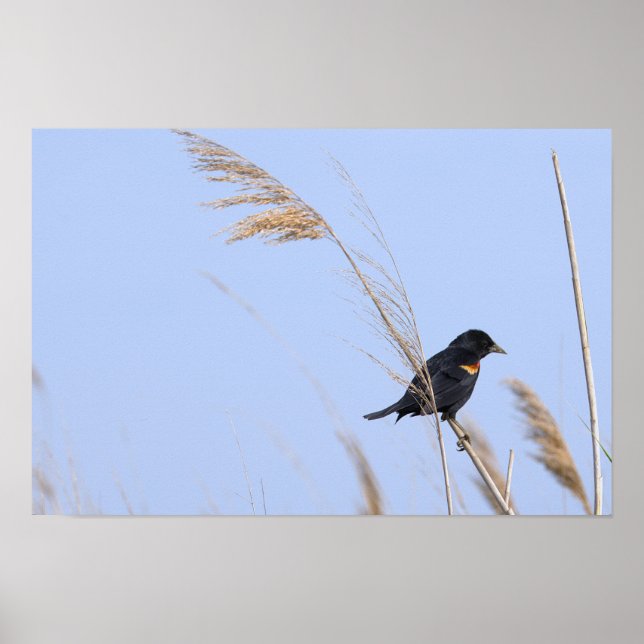 Rotflügel-Rotstaar-Fotoplakat Poster (Vorne)