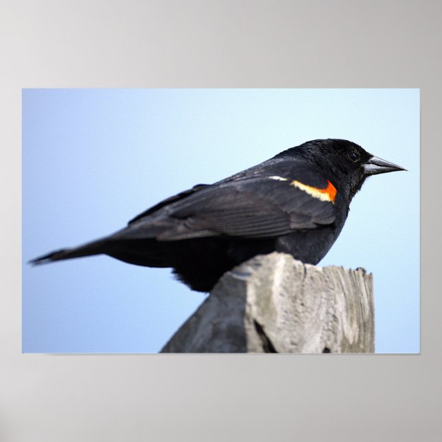 Rotflügel-Rotstaar-Fotoplakat Poster (Vorne)