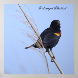 Rotflügel-Rotstaar-Fotoplakat Poster