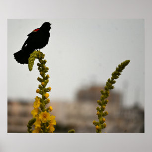 Rotflügel-Rotstauber auf Blumen Poster