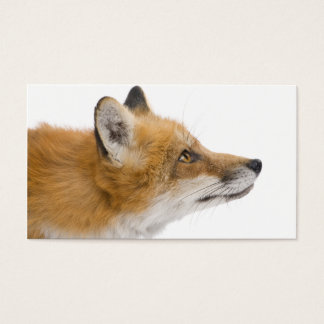Rotfuchs