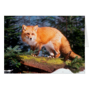 Rotfuchs auf einem Baumstamm