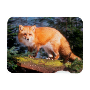 Rotfuchs auf einem Baumstamm Magnet