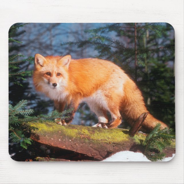 Rotfuchs auf einem Baumstamm Mousepad (Vorne)