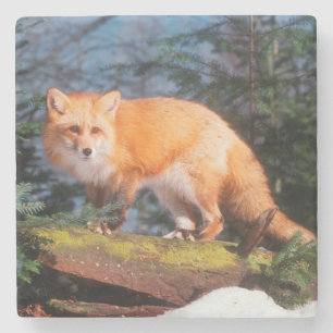 Rotfuchs auf einem Baumstamm Steinuntersetzer