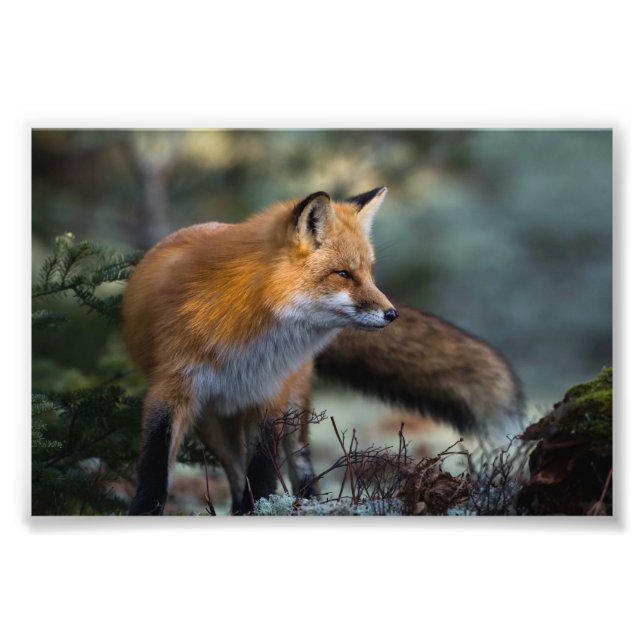 Rotfuchs-Fotoabzug Fotodruck (Vorne)