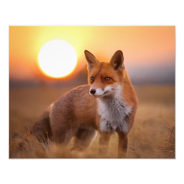 Rotfuchs Fotodruck (Vorne)