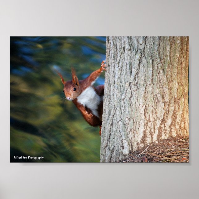 Rotfuchs-Hörnchen-Porträt Poster (Vorne)