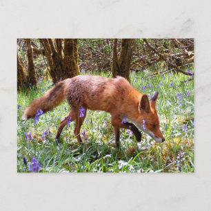 Rotfuchs im Blauglockenwald Frühlings-Wildtierkuns Postkarte