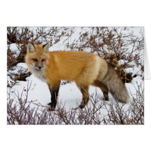 Rotfuchs im Schnee im Winter