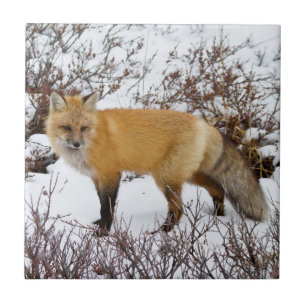 Rotfuchs im Schnee im Winter Fliese