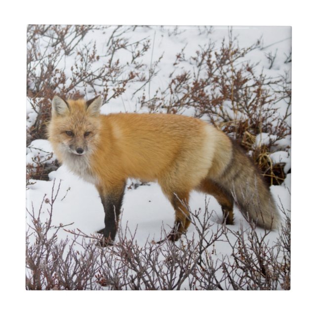 Rotfuchs im Schnee im Winter Fliese (Vorderseite)