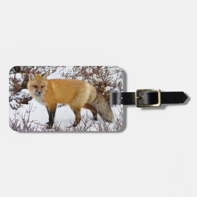 Rotfuchs im Schnee im Winter Gepäckanhänger (Vorderseite horizontal)