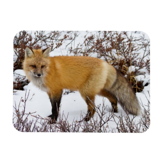 Rotfuchs im Schnee im Winter Magnet (Horizontal)
