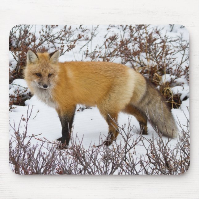 Rotfuchs im Schnee im Winter Mousepad (Vorne)