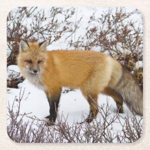 Rotfuchs im Schnee im Winter Rechteckiger Pappuntersetzer