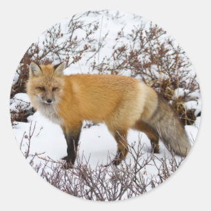 Rotfuchs im Schnee im Winter Runder Aufkleber