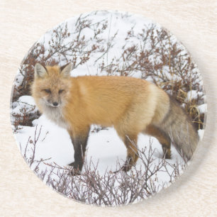 Rotfuchs im Schnee im Winter Sandstein Untersetzer