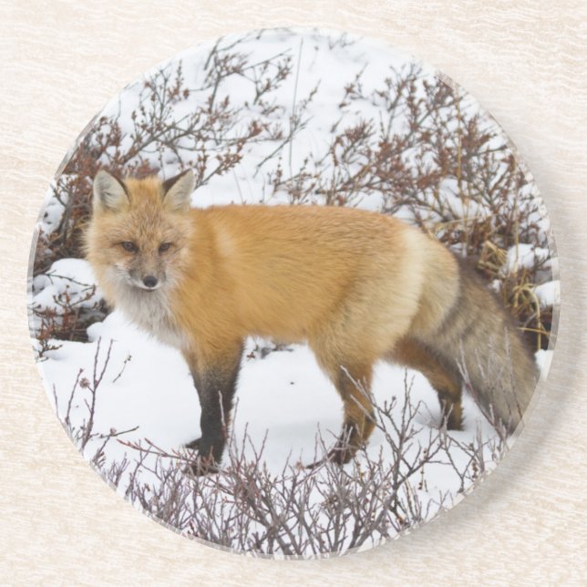 Rotfuchs im Schnee im Winter Sandstein Untersetzer (Vorne)