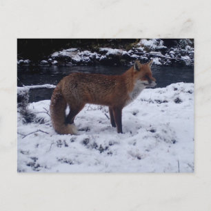 Rotfuchs im Schnee Winter Wildtier Natur Postkarte